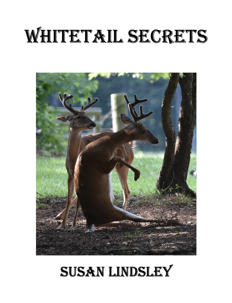 whitetail secrets