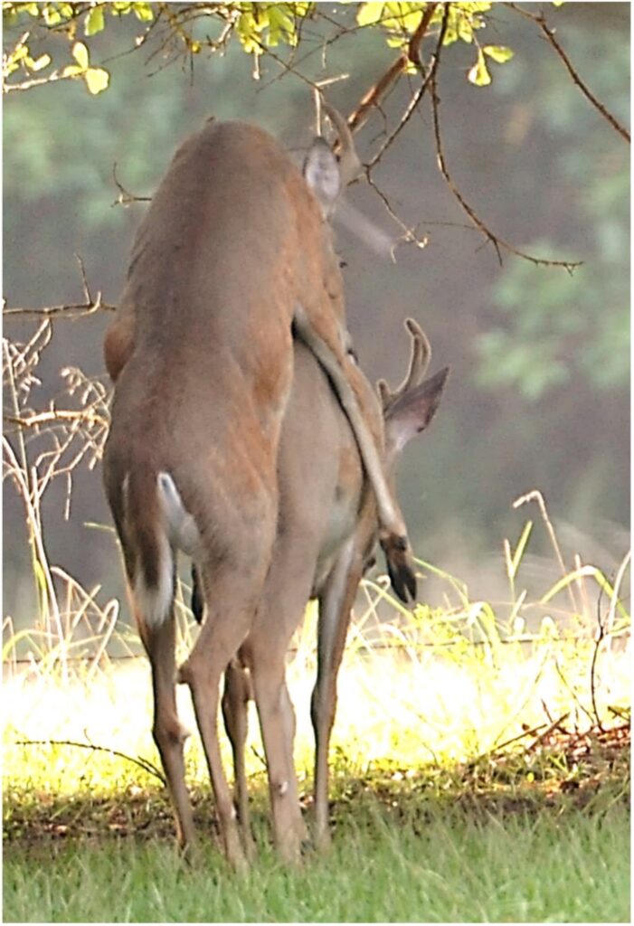 Wildlife in Persimmon Paradise