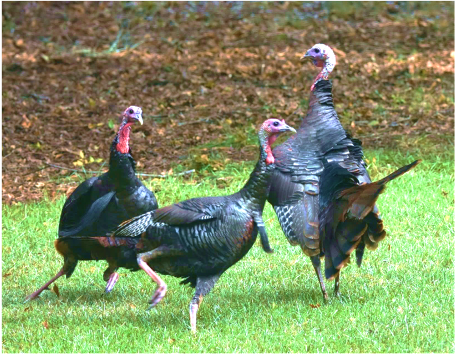 Wildlife Turkeys